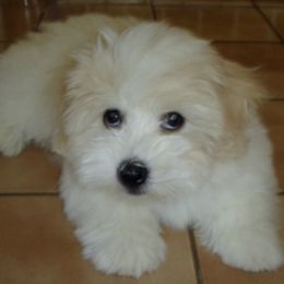Coton de Tulear Puppies from Windy City Coton