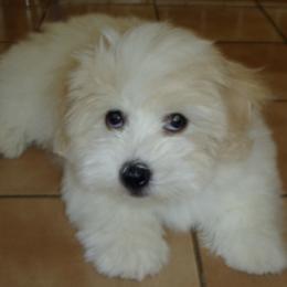 Coton de Tulear Puppies from Windy City Coton
