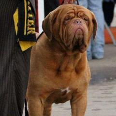 Knox - Dogue de Bordeaux