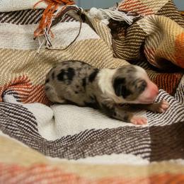 Bronco - Blue merle male Miniature Australian Shepherd puppy in Enoch, Utah from Twisted H Aussies