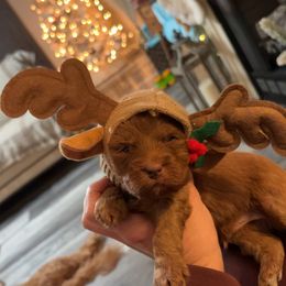 White collar - Red  male Goldendoodle puppy in Trenton, Tennessee from Pickard’s country Golden doodles