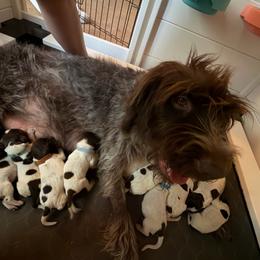 River - Brown and gray female Wirehaired Pointing Griffon puppy in California from Rocking S Griffons
