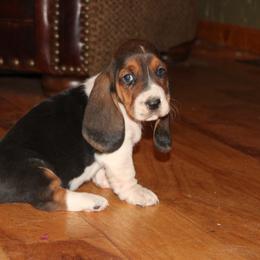 Lilly - Black white and brown female Basset Hound puppy in Missouri from Clevenger Farms