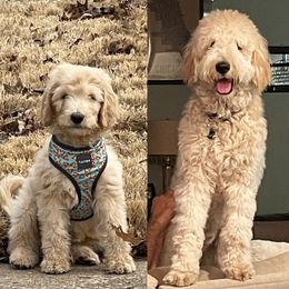Goldendoodle Puppies from Rolling Acres Doodles and Poodles