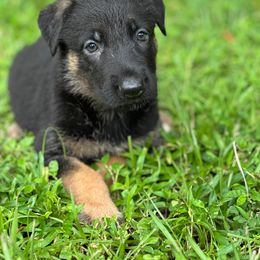 Thunder - Black and red male German Shepherd puppy in Ocala, Florida from Appleridge German Shepherds