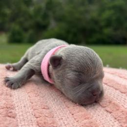 Josie - Blue female French Bulldog puppy in Salisbury, Maryland from 77 Frenchies Maryland