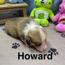 Howard - Sable male Pembroke Welsh Corgi puppy in Apison, Tennessee from Ashmore Corgis