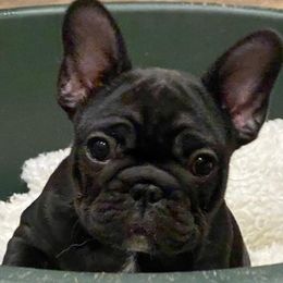 Bulldogs and French Bulldogs from LaBonte Bulldogs