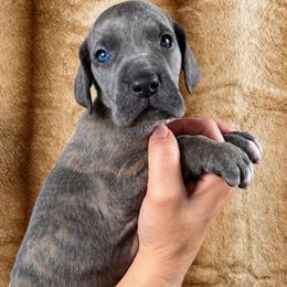 Rook - Blue brindle male Great Dane puppy in Lebanon, Virginia from North Cedar Danes