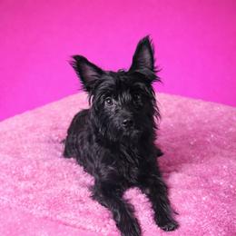 Roxie - Yorkshire Terrier