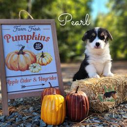 Pearl - Black and white female American Corgi puppy in Cameron, North Carolina from Butts Family Corgis