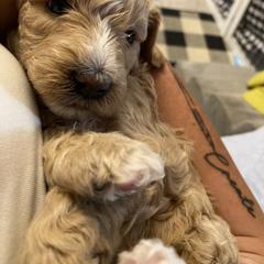 Australian Cobberdog Puppies from Mud Pies Australian Cobberdogs