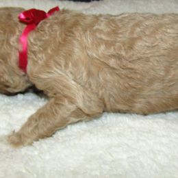 Goldendoodle and Poodle Puppies from David & Patricia Elliott