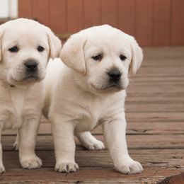 Labrador Retriever Puppies from Glory View Labradors