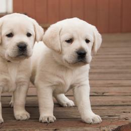 Labrador Retriever Puppies from Glory View Labradors