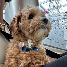 Benny (nacho) - Bernedoodle