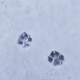 Siberian Husky Puppies from Xk siberians