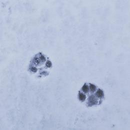 Siberian Husky Puppies from Xk siberians