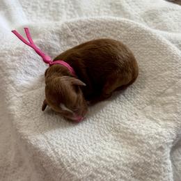 Ms Pink - Red female Cavapoo puppy in Nampa,, Idaho from Clig Doodle Days