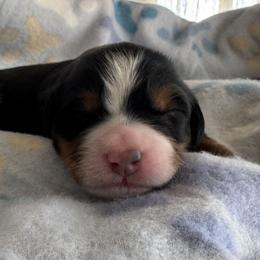 Lady Francesca - Tri-color female Bernedoodle puppy in Forsyth, Illinois from Birdies Mini Bernedoodles