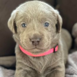 Dilute Retrievers and Labrador Retrievers from Payson Labradors