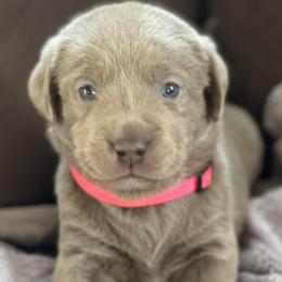 Dilute Retrievers and Labrador Retrievers from Payson Labradors