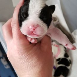 English Bulldog Puppies from Ruza's Bulldogs