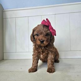 Paprika-pink - Red  female Goldendoodle puppy in South Jordan, Utah from Lucky Doodle Pups