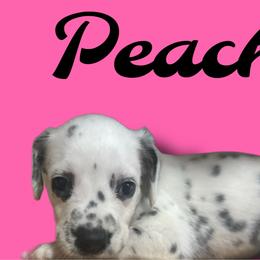 Peach - White and black female Dalmatian puppy in Bremen, Georgia from Clark’s Dalmatians