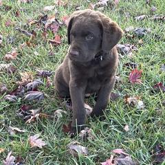 Chesapeake Bay Retriever Puppies from Three Horses Chesapeakes