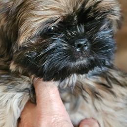 Meadow - Black gold and silver female Shih Tzu puppy in Sanger, California from Hillsides Shih-Tzu