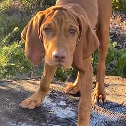 Vizslas from True Heritage Vizsla kennel