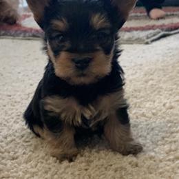 Pomeranian and Yorkshire Terrier Puppies from Melrey's paws