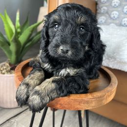 Boy 2 (name pending) - Phantom male Goldendoodle puppy in Ottawa, Ohio from Simply Beautiful Goldendoodles