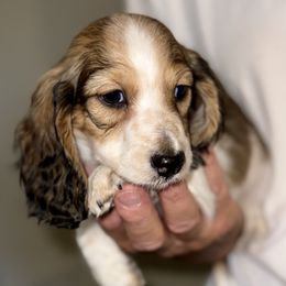 Leo - Piebald male Dachshund puppy in Fredonia, Arizona from Desert Horizon Dachshunds