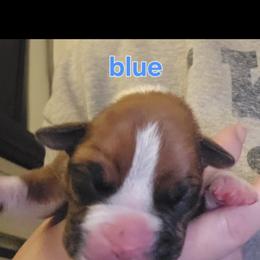 Boy 2 - Fawn male Boxer puppy in Plainville, Connecticut from AKC Boxer Club Plainville and Plank trail boxers
