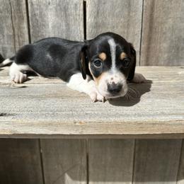 Piebald boy - Piebald male Dachshund puppy in South Willard, Utah from Doxies in the Sun