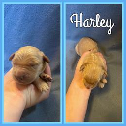 Bernese Mountain Dog and Golden Retriever Puppies from Happy Tails Family Farm