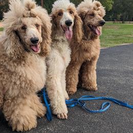 Poodles from Celestial Jewels Poodles