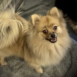 Cinnamon - Pomeranian