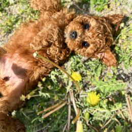 Australian Labradoodle, Bernedoodle, and Cavapoo Puppies from Doodles of Oz