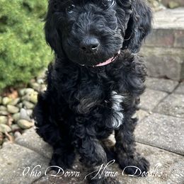 Goldendoodle Puppies from Ohio Down Home Doodles