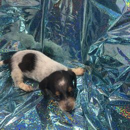 Hunter - Black and cream male Dachshund puppy in Ft Dodge, Iowa from Secret Reality