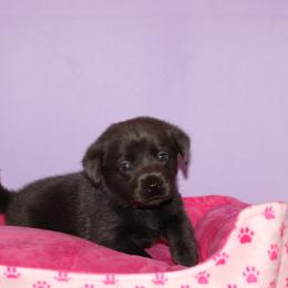 Bracelet - Black female Labrador Retriever puppy in Morrilton, Arkansas from Ancient Dogges Performance Dogs