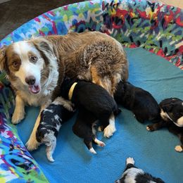Oakie - Miniature American Shepherd
