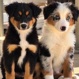 Jax ASDR DNA tested - Blue merle male Miniature Australian Shepherd puppy in Westwego, Louisiana from Connie's American Eskimo Dogs and Mini Australian Shepherd Dogs