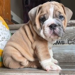 Bulldog Puppies from Precious paws bulldogs