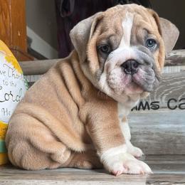 Bulldog Puppies from Precious paws bulldogs