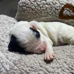 Brown collar - Cream male Goldendoodle puppy in Mc Cook, Nebraska from Powers Doodles