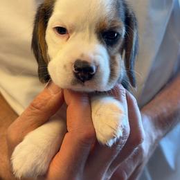 Purple - Black tan and white female Beagle puppy in Rockwell, North Carolina from Knockhill Beagles